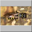 Ectemnius cephalotes - Grabwespe - Osnabrueck-Menslage - Wald - beim Nesteintrag 01d.jpg